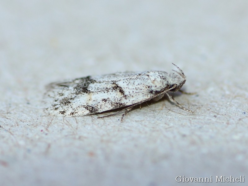 Conferma Symmoca signatella Autostichidae